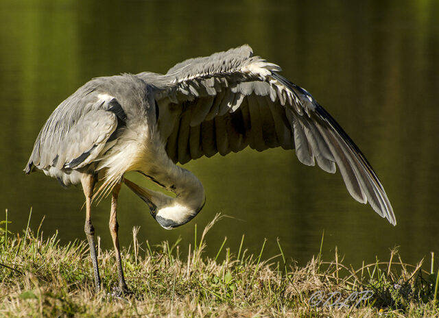 Photographie de héron cendrée (Ardea Cinerea) à la toilette