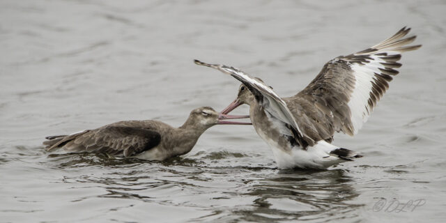 Photo de Barges à queue noire (Limosa Limosa) en chamailleries