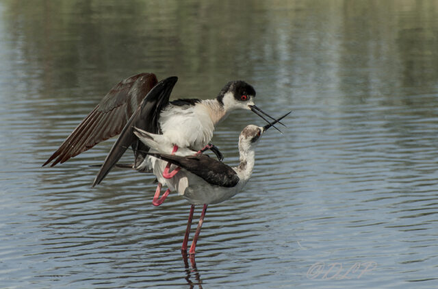 Photo d'Echasses Blanches (Himantopus Himantopus) au printemps !
