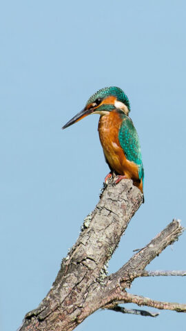 Photo de Martin(e) Pêcheur (Alcedo Atthis) en chasse